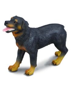 Rottweiler - Collecta